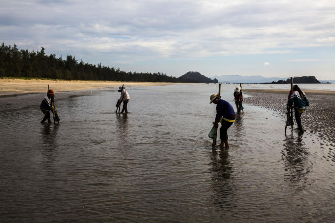 Theo những người d&acirc;n ở đ&acirc;y cho biết l&uacute;c n&agrave;y, thủy triều xuống mới bắt được ngao.