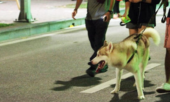 Tình trạng chó ra đường không rọ mõm vẫn xuất hiện nhiều trên phố đi bộ những ngày cuối tuần vừa qua.