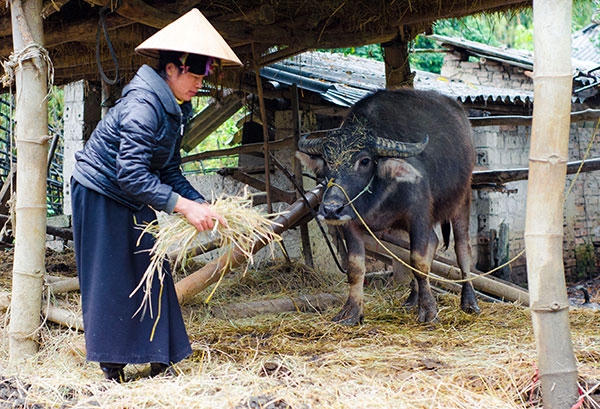 Người dân cho trâu uống nước muối ấm, đốt lửa sưởi ấm, cho ăn thêm thức ăn tinh bột để tăng sức đề kháng cho vật nuôi trong những ngày rét cục bộ. (Ảnh: Báo Điện Biên Phủ).