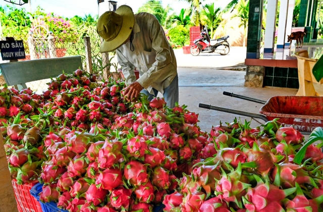 Chủ tịch Hiệp hội Thanh long Bình Thuận: