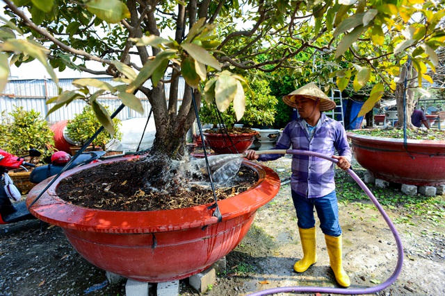 Anh Phong tưới nước cho các chậu mai trong vườn.