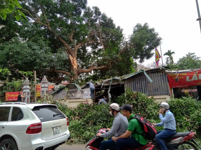 Thân cây lớn đổ khiến nhiều người vô cùng hoảng hốt.