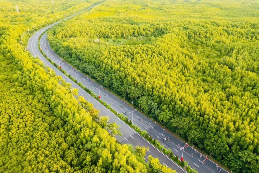 Cung đường marathon uốn lượn giữa rừng ngập mặn xanh mát bất tận.