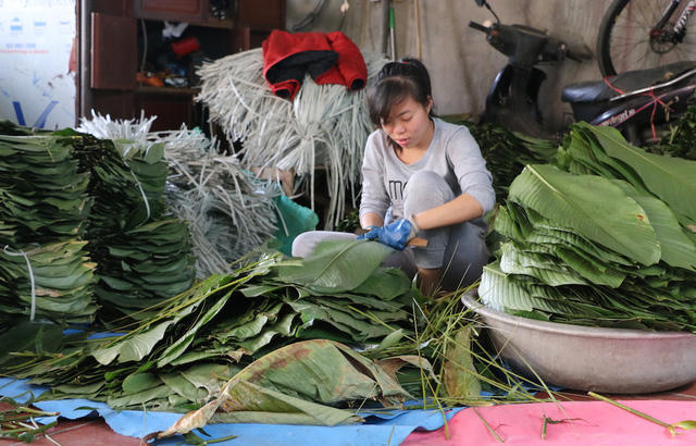 Người nấu bánh chưng Tranh Khúc thường chọn lá dong ở Tràng Cát (Hà Nội), thậm chí nhập về từ Thanh Hóa, Nghệ An hoặc ở vùng cao Yên Bái, Lào Cai, Hà Giang.