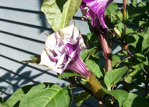 10 loại c&acirc;y cực độc trồng quanh nh&agrave; c&oacute; thể giết người trong nh&aacute;y mắt