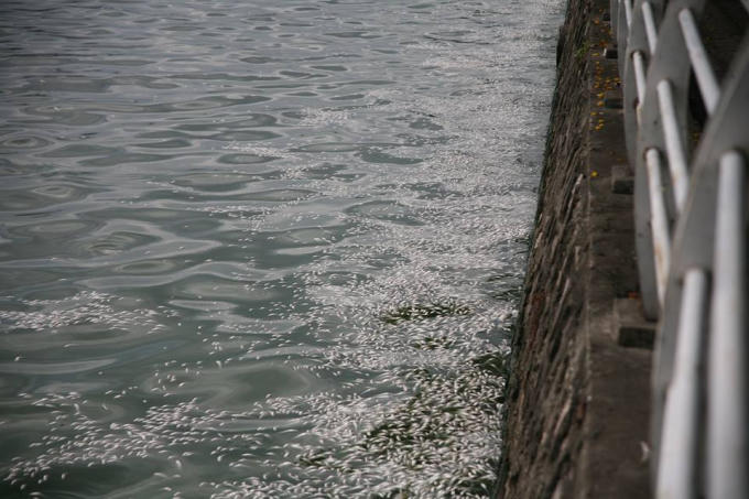 Cá chết nổi trôi dạt vào bờ bốc mùi hôi thôi rất kho chịu.