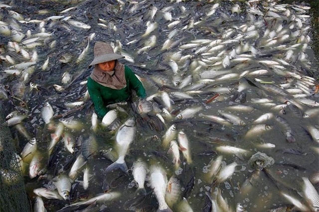 Cá rô phi nuôi ở Trung Quốc có nguy cơ nhiễm chất hóa học độc hại.