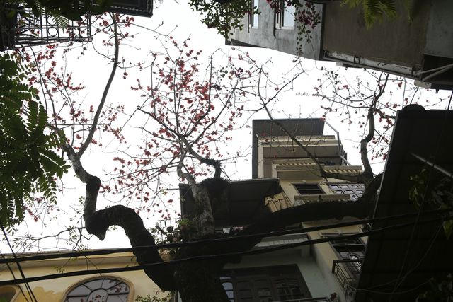 Một cây gạo cổ thụ trong khu dân cư thuộc phường Giảng Võ. Người dân sống trong khu vực cho hay, cây gạo này tồn tại đã hơn trăm năm.