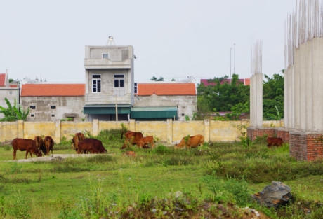 Nhiều hộ dân địa phương cho hay, do không thấy dự án tiếp tục triển khai nên họ đã tận dụng để chăn thả trâu bò. "Trước kia khu vực này là đồng ruộng của chúng tôi. Do mong muốn con cháu có chỗ học ở cơ sở mới gần nhà nên bà con mới nhường đất cho dự án. Đến giờ dự án bỏ hoang thì thật lãng phí tiền bạc của nhà nước" - bà Hảo (xã Ninh Nhất) nói.