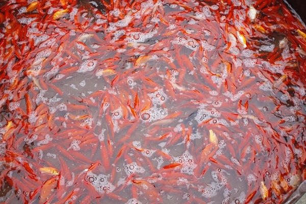 Hiện tại giá cá chép trung bình từ 50.000-70.000 đồng/kg, một tiểu thương ở chợ cho biết. Ảnh: Như Trường.