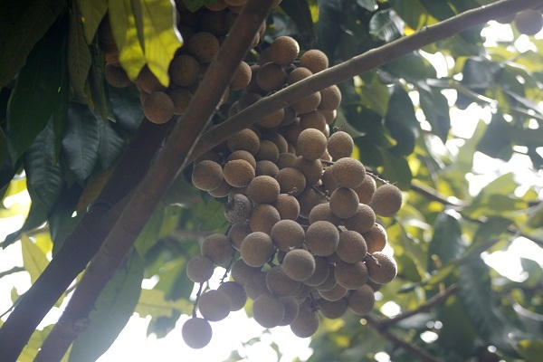 Hưng Yên: “Không có chuyện người dân dùng lưu huỳnh để xông làm vàng quả, sáng mã cho nhãn”