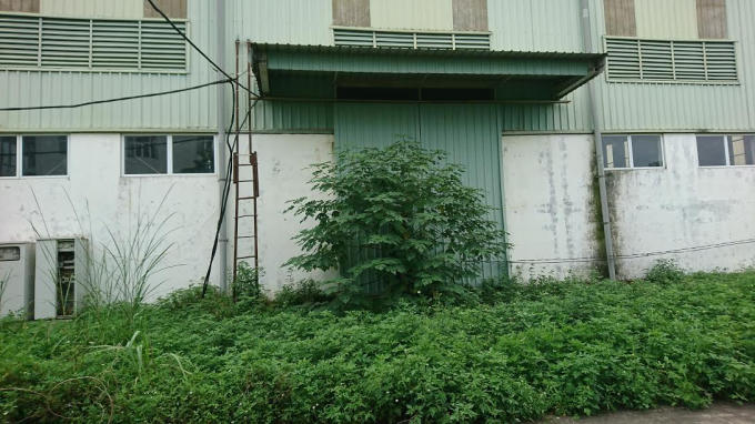 Cỏ dại bịt hết lối đi