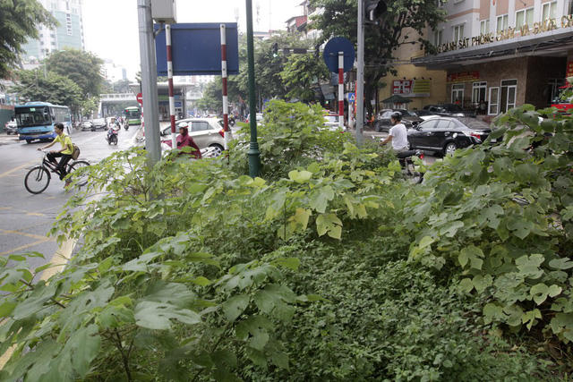 Cây dại um tùm ở đoạn trước cửa trụ sở Phòng cảnh sát PCCC Giảng Võ.