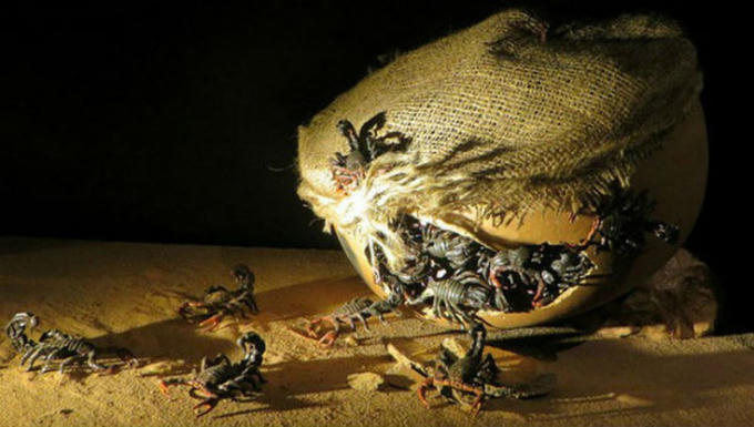 Bọ cạp là vũ khí sinh học đã từng được người cổ đại sử dụng.