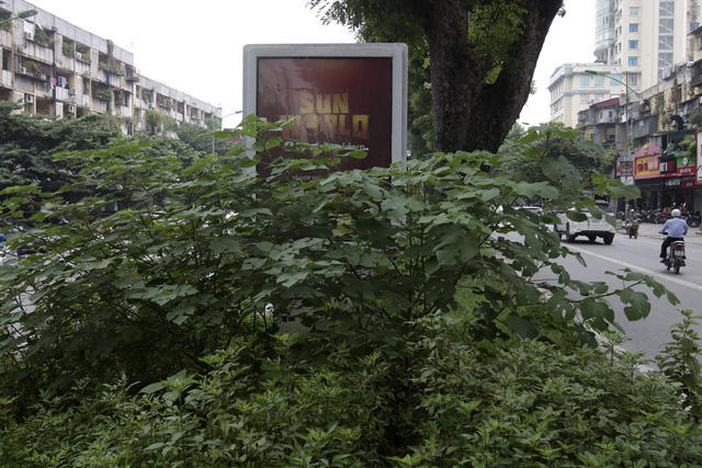 Hà Nội: Cây dại mọc như ở bãi hoang giữa phố Giảng Võ