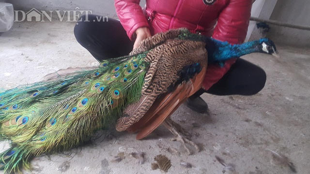 Phần đuôi chim công có các hoa văn hình đồng tiền, tượng trưng cho tài lộc và may mắn nên chim công rất được ưa chuộng chơi trong các dịp Tết.