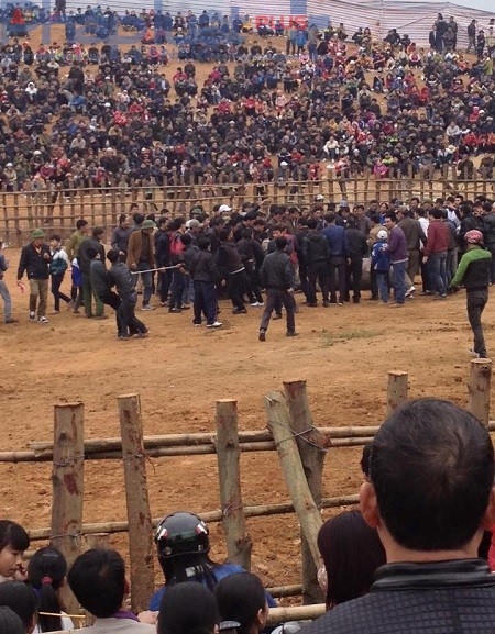 Chú trâu mang số 20 đã giành thắng lợi nhưng rất hung hãn nên mọi người phải dùng dây trói con trâu này lại. (Ảnh: Đông Bắc)