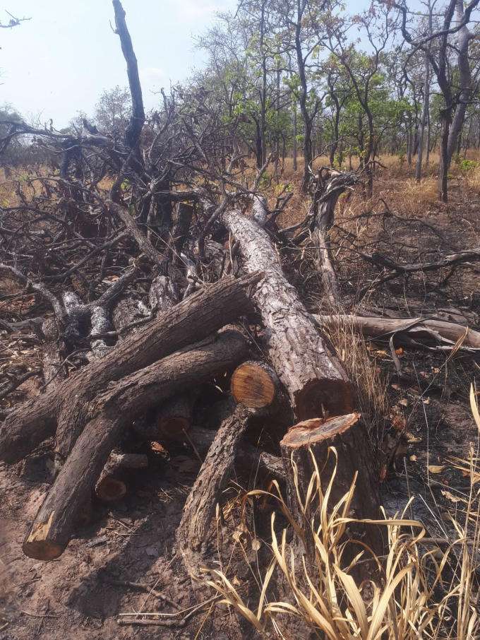 Sau khi chặt hạ, các cây được gom thành đống.