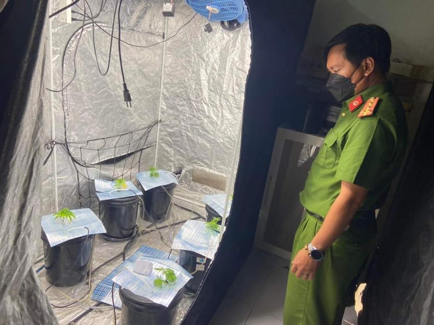 Nhiều cây trồng nghi là cần sa tại căn hộ thuộc địa bàn phường Phước Mỹ. Ảnh: CA