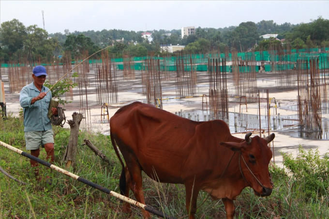 Hơn 2 năm dừng thi c&ocirc;ng, sắt th&eacute;p đang hoen gỉ phơi nắng mưa, cỏ mọc um t&ugrave;m, mgười d&acirc;n đưa b&ograve; v&agrave;o trong khu vực n&agrave;y chăn thả.
