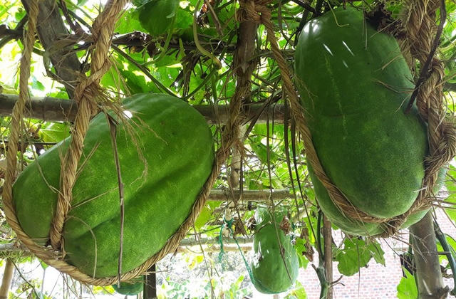 Độc nhất vô nhị