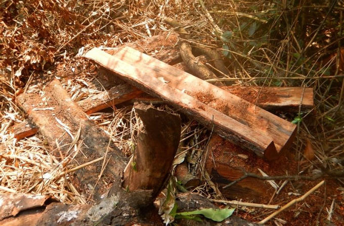 Cảnh tượng xót xa tại một bãi khai thác gỗ mun của "lâm tặc" trong tiểu khu 649.