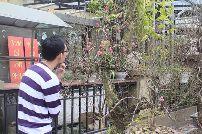 Mặc dù kinh tế khó khăn nhưng nhiều người vẫn tranh thủ đi chọn đào chơi từ rất sớm. Nhiều gốc đào có giá cao năm nay được nhiều người chọn thuê chơi Tết thay vì mua đứt.