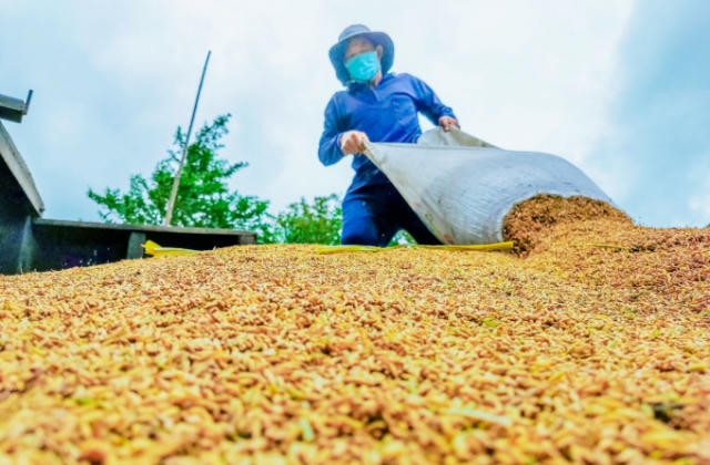 Triển khai đồng bộ các giải pháp hỗ trợ nông dân, phát triển nông nghiệp
