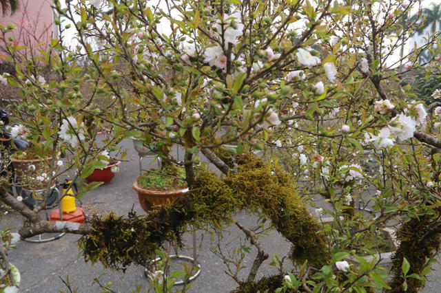 Cây nhất chi mai có giá 100 triệu đồng được cho là một trong những cây cảnh chơi Tết Mậu Tuất cao nhất tại hội chợ hoa xuân Ninh Bình năm nay. Ngoài ra nhiều cây mai trắng có giá 50 - 80 triệu đồng cũng là giá "khủng".