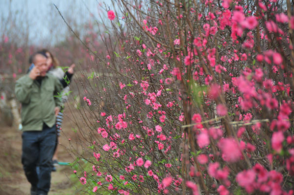 Những ngày này , trên vựa đào Nhật Tân, nhiều vườn đào đã nở bung trong nắng khiến người trồng không khỏi lo lắng về vụ hoa Tết.