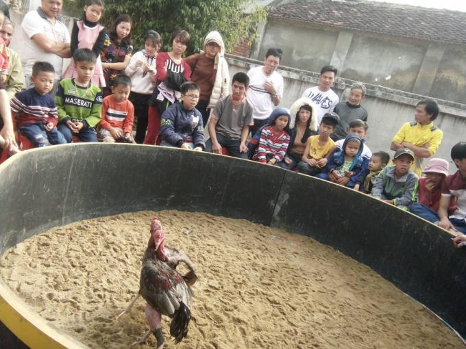 Thả gà vào sân và giao đấu.