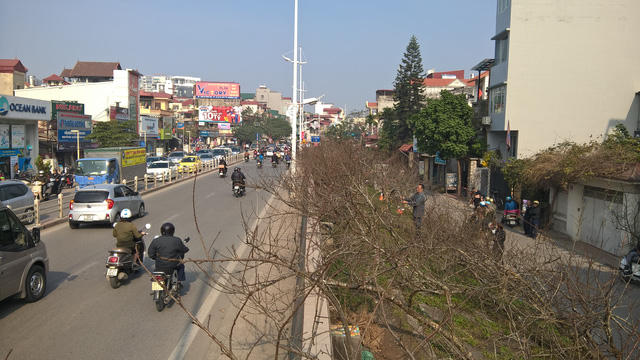 Mặt sau của con phố Âu Cơ tiếp giáp với đường Nghi Tàm là bạt ngàn rừng hoa đào rừng.