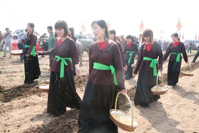 Những cô gái gieo hạt vào các đường cày.