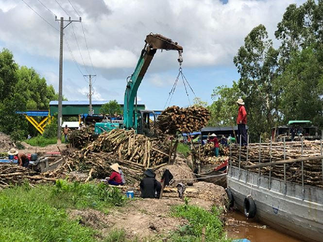 Chế biến gỗ tại Cty TNHH MTV Lâm nghiệp U Minh Hạ.