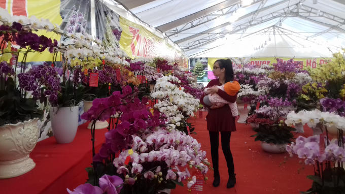Những số lượng Lan này được chủ nhân mang từ Đà Lạt ra Hà Nội Bán phục vụ người dân mua chơi tết nguyên Đán.