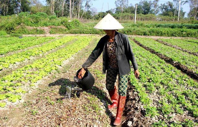 Bà Phạm Thị Hoa lấy nước từ nhà ra tưới rau của gia đình vì sợ nước kênh ô nhiễm.