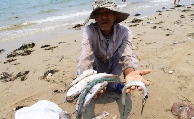Cá chết do nhiễm độc hàng loạt ở 4 tỉnh miền Trung. (Ảnh: AFP)