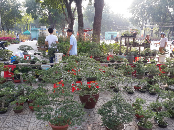 Giống như mọi năm, các loại cây bonsai cũng được bày bán với số lượng lớn.