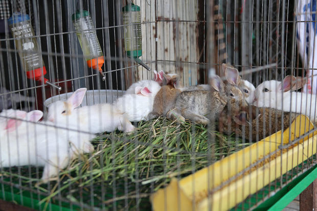 Những con thỏ con cũng được bày bán tại đây.