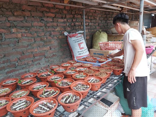 Đối với các gốc lan đột biến, đắt đỏ và quý hiếm các chủ vườn thường mua cả giò lan sau đó tách ki (mầm cây) nhân giống và bán ra thị trường. Mỗi mầm ki đột biến có độ dài từ 1-10cm có thể được trả giá lên tới hàng chục thậm chí cả trăm triệu đồng