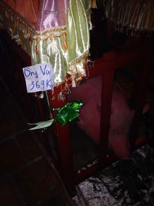 Ông Voi trong cũi sơn đỏ, có mái che và ghi cân nặng chuẩn bị cho tục thi.