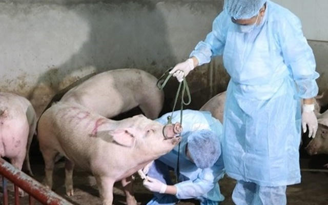 TP Hải Phòng đã phát hiện có virus dịch tả lợn châu Phi trên đàn lợn ở huyện Thủy Nguyên