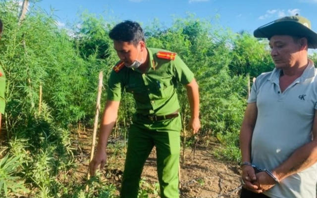 Đắk Lắk: Tạm giữ đối tượng trồng gần 700 cây cần sa trong rẫy