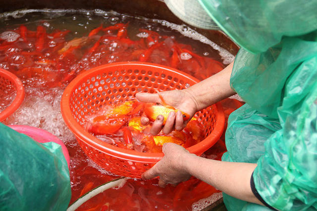 Nhiều người đến chợ Yên Sở mua buôn rồi mang vào nội thành bán lẻ ở các chợ nhỏ, hoặc bán rong trên đường.