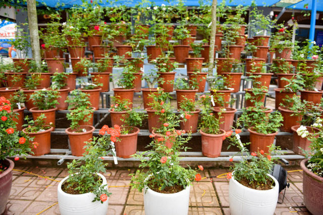 Điều khác biệt trong lễ hội năm nay, các cây hồng được các nhà thiết kế cảnh quan trưng bày thành tác phẩm nghệ thuật đặc sắc như phố hoa hồng, ngôi nhà hoa hồng, khu vườn Châu Âu...