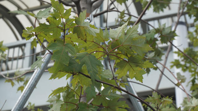 Cây phong xứ lạnh sống tươi tốt giữa “chảo lửa” Hà Nội