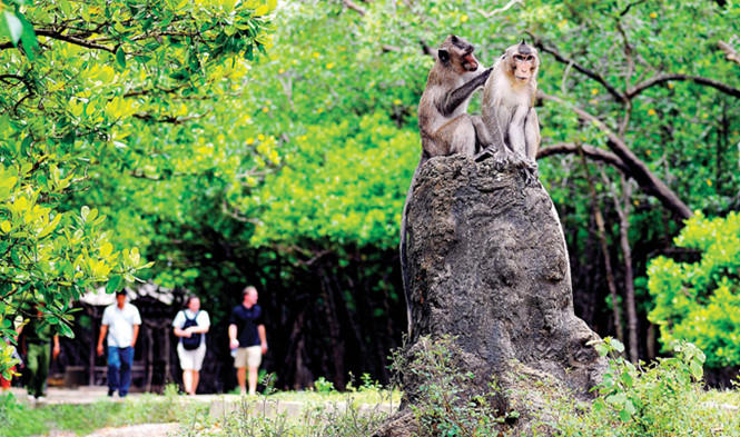 Khu sinh thái Cần Giờ - TPHCM.