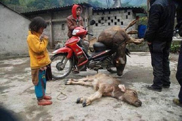 Nhiều trâu, bò đã chết rét.