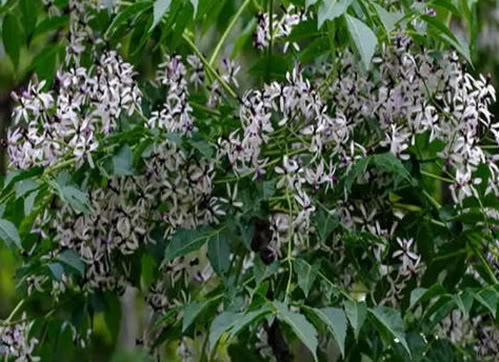 10 loại c&acirc;y cực độc trồng quanh nh&agrave; c&oacute; thể giết người trong nh&aacute;y mắt