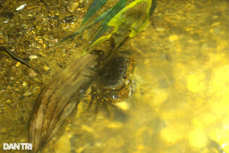 Cua đá có đặc điểm giống cua đồng nhưng thân hình lớn hơn, đặc biệt hai chiếc càng thể hiện sự khác biệt. Vì trú ngụ trong khe suối nên cua có màu sắc đa dạng và thường thay đổi theo màu nước.